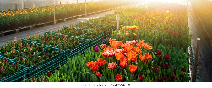 Greenhouses For Growing Flowers. Floriculture Industry