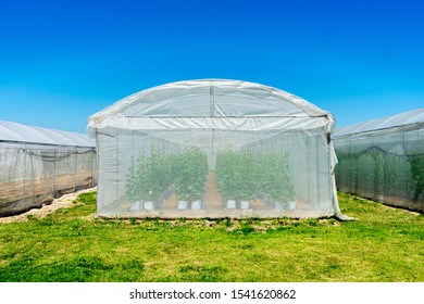 Greenhouses for growing melon with drip irrigation systems