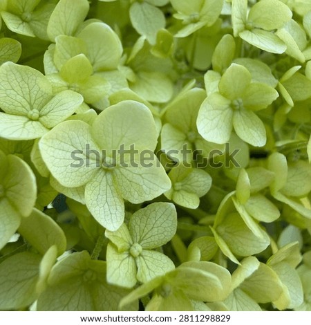 greeni hydrangea freshly in bloom 