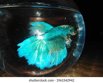 A  Greenish Blue Coloured Beautiful Beta Fish  Or Fighter In The Bowl...... 