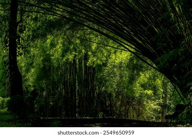 Greenish dark bamboo forest canopy in morning sunlight - Powered by Shutterstock