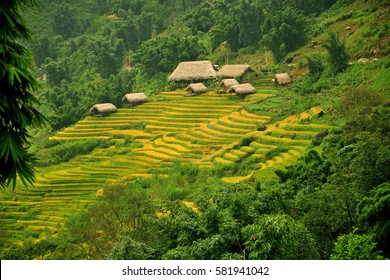 Greenish rice fields landscape and cottage in Sapa, Vietnam (Nature Background)