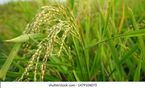 The Greenish Rice Padi Field In Indonesia