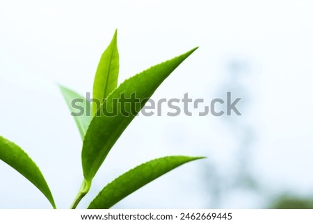 greenish Tea leaf in blurred background
