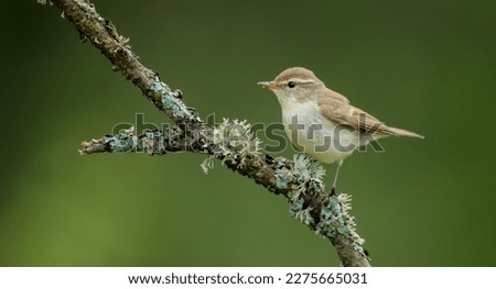 The greenish warbler - male bird in spring