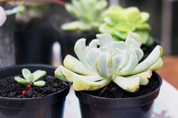  Greenish White Succulent With Fine Elongated Leaves                              
