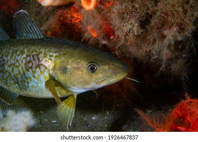 Greenland Cod Underwater In The St. Lawrence River In Canada