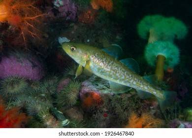 Greenland Cod Underwater In The St. Lawrence River In Canada