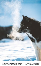 Greenland Sled Dog With Cold Breath