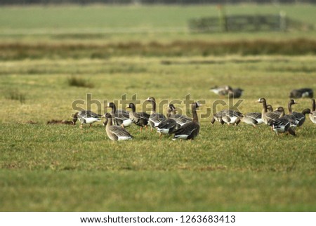 Similar – Image, Stock Photo White-fronted geese