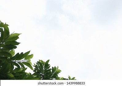 greenleaf at lower left corner and clear sky,copy pace for background 