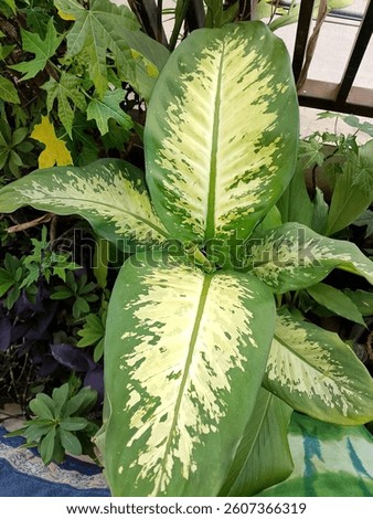 Greenleaf on the light background