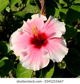 Green-leafed pink hibiscus flower in close-up. - Powered by Shutterstock