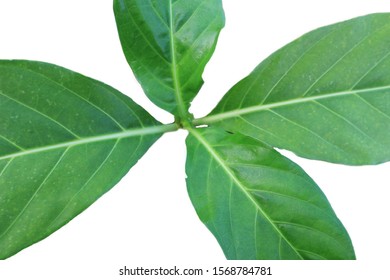 Greenleave Images Stock Photos Vectors Shutterstock