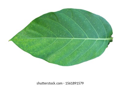 Greenleave Images Stock Photos Vectors Shutterstock