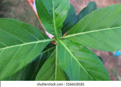 Greenleave Images Stock Photos Vectors Shutterstock