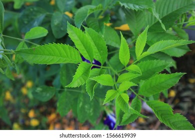 Greenleaves Hd Stock Images Shutterstock