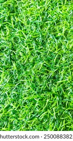 the greenlight of grass root