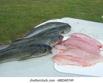 Green-ling Fish  And Rock Fish Fillet Outdoors