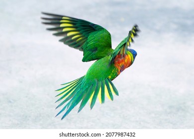 A Green-naped Lorikeet Flying In The Air