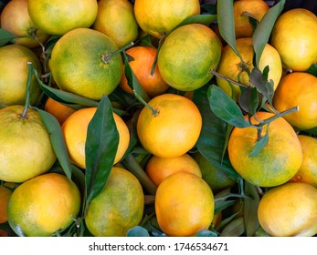 Green-orange oranges on the counter - Shutterstock ID 1746534671