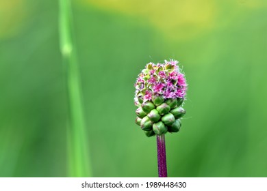 Green-pink Bud Of A Great Burnet