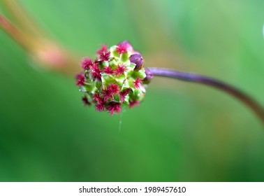 Green-pink Bud Of A Great Burnet