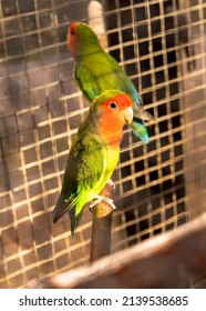 Green-red Caged Parrots. Agapornis Roseicollis Viellot, Psittacidae