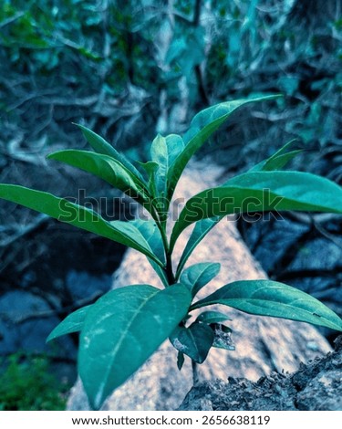 greenry on a fallen tree 
