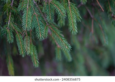 Greens of the coniferous trees, greenery von. Giuliani close up - Powered by Shutterstock