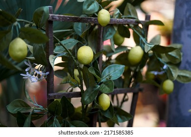 Greens Lemons On The Branch Growing Up In The Garden At Home, Botanical Selective Focus, Fresh Lemon For Salad And Many Menu Of Thai Food. 