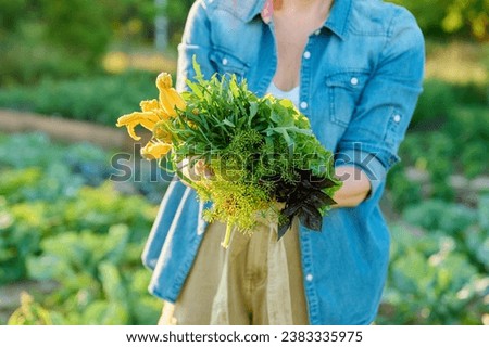 Greens, spicy herbs in hands of woman close-up in vegetable garden, farm