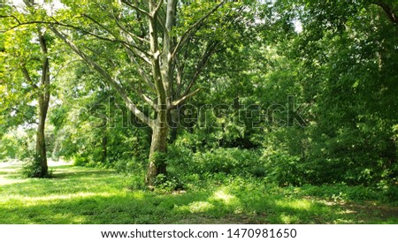 alot of greens trees and leafs  