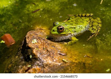 Green-skinned frog resting in the sun on a water lily leaf in a pond.