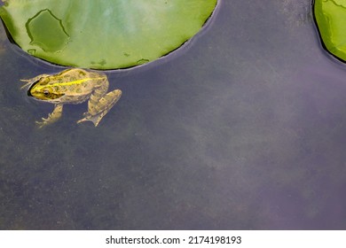 Green-skinned frog resting in the sun on a water lily leaf in a pond.