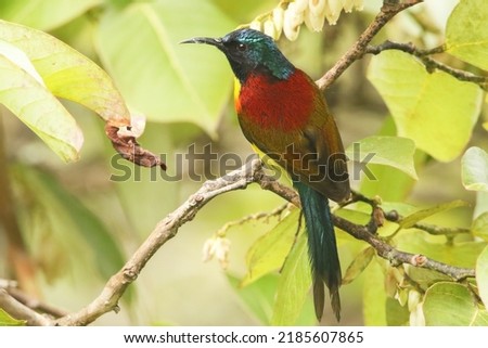 The green-tailed sunbird (Aethopyga nipalensis) or Nepal yellow-backed sunbird is a species of bird in the family Nectariniidae. This subspecies A.n. Angkanensis live only on Doi Inthanon, Thailand. Foto stock © 