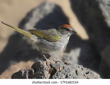 Green-tailed Towhee (pipilo chlorurus) perched on a rock