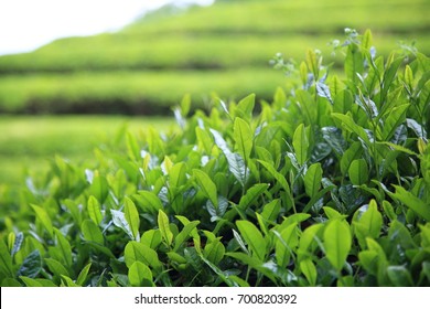 Greentea Garden