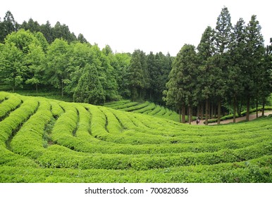 Greentea Garden