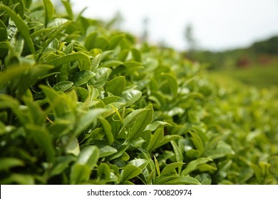 Greentea Garden