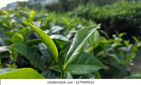 Greentea Leaves In The Morning