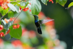 Green-throated Carib Hummingbird, Eulampis Holosericeus, Flying Next To Tropical Flowers In A Botanical Garden In The Caribbean.
