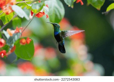 Green-throated Carib hummingbird, Eulampis holosericeus, flying next to tropical flowers in a botanical garden in the Caribbean.