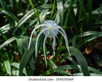 The Green-Tinge Spiderlily at Cook and Phillip Park