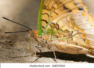 Green-veined Emperor Butterfly (Charaxes Candiope), Close Up, Botswana