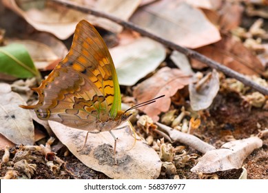 Green-veined Emperor Butterfly (Charaxes Candiope), Botswana