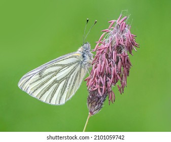 Green-veined White Butterfly on Meadow Foxtail Grass
