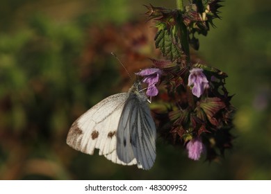 Green-veined White Butterfly On Red Dead Nettle Feeding On Nectar