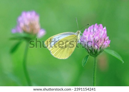 Green-veined white butterfly, Pieris napi, resting in a meadow hanging on a flower