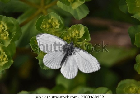 The green-veined white (Pieris napi) butterfly on wildflower. Natural background, big white butterfly